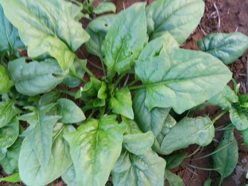 大叶菠菜30~35厘米