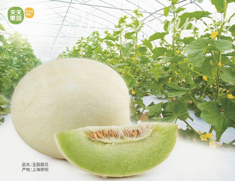 冰淇淋玉姑对接市场批发，零售，一件代发及挂链接