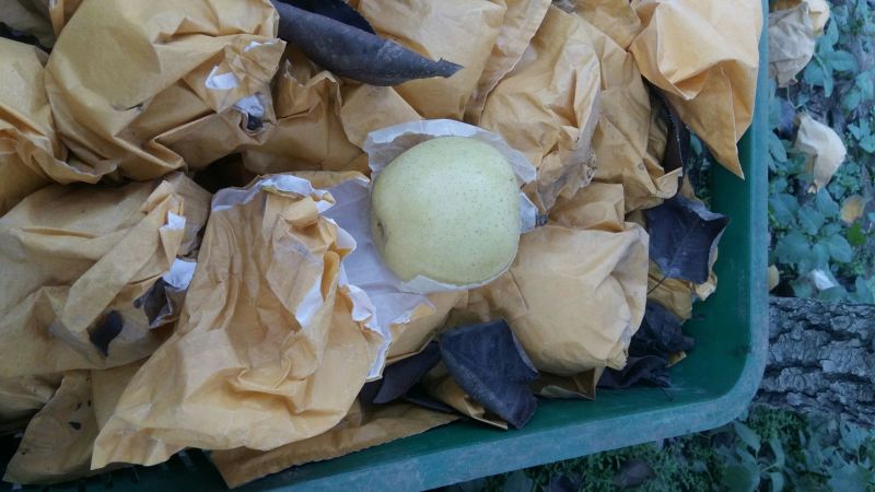 黄金梨300~350g纸箱