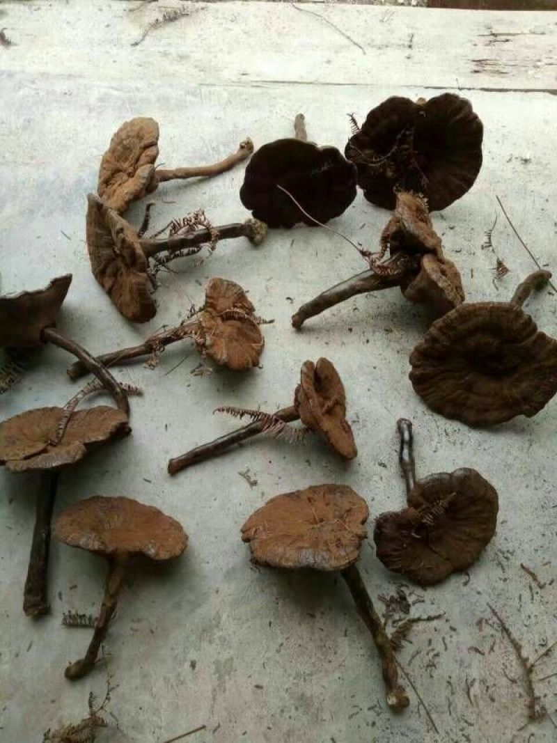 黑灵芝8~12公分