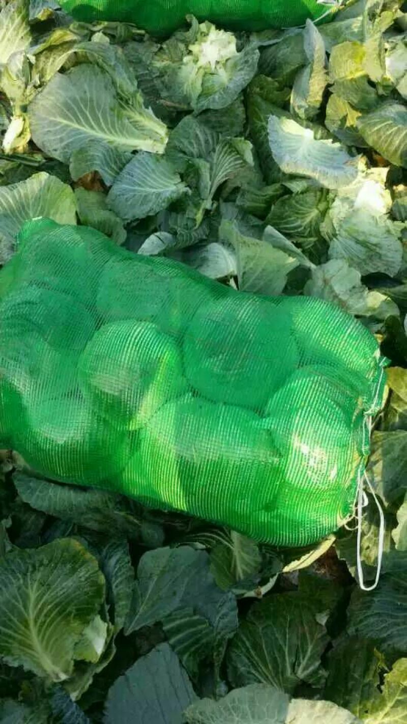 湖北嘉鱼潘家湾刘国林甘蓝圆包菜卷心菜大量供货，产地直发！