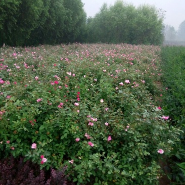 自家丰花月季30~40cm大量出售