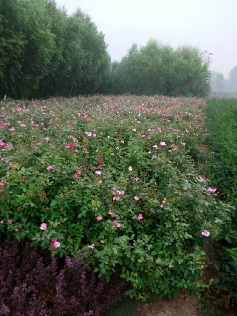 自家丰花月季30~40cm大量出售