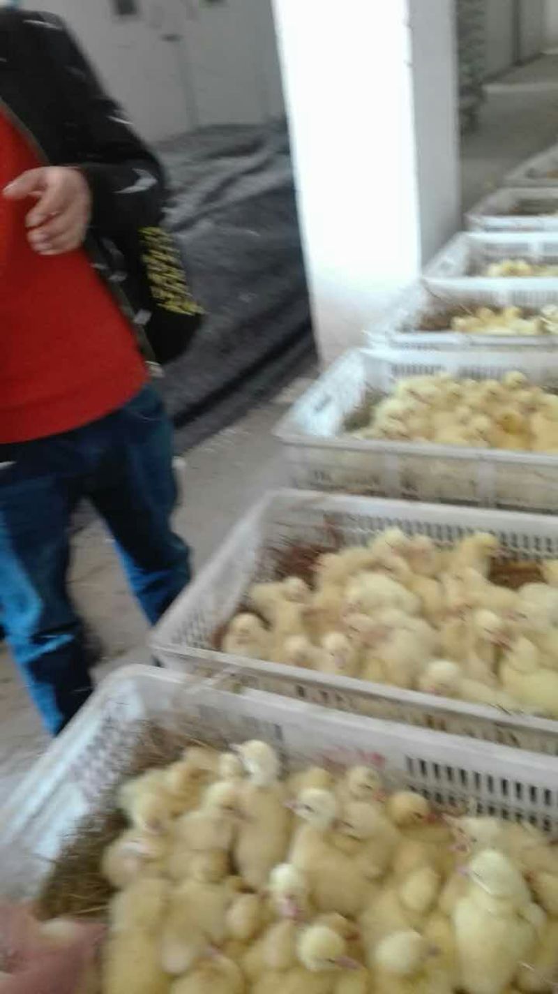 三花鹅苗250g以上