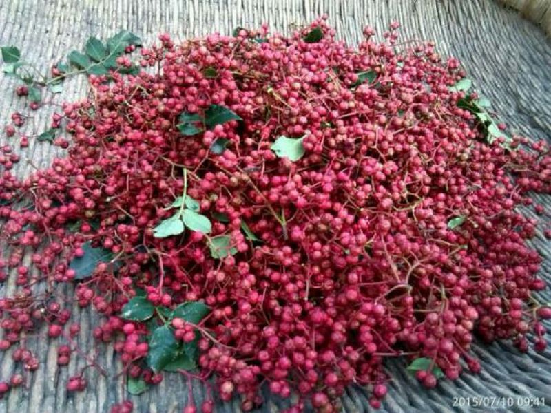 直销大红袍花椒苗200万棵，量大优惠，量少可保湿发货。