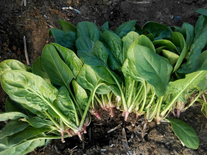 大叶菠菜35~40厘米