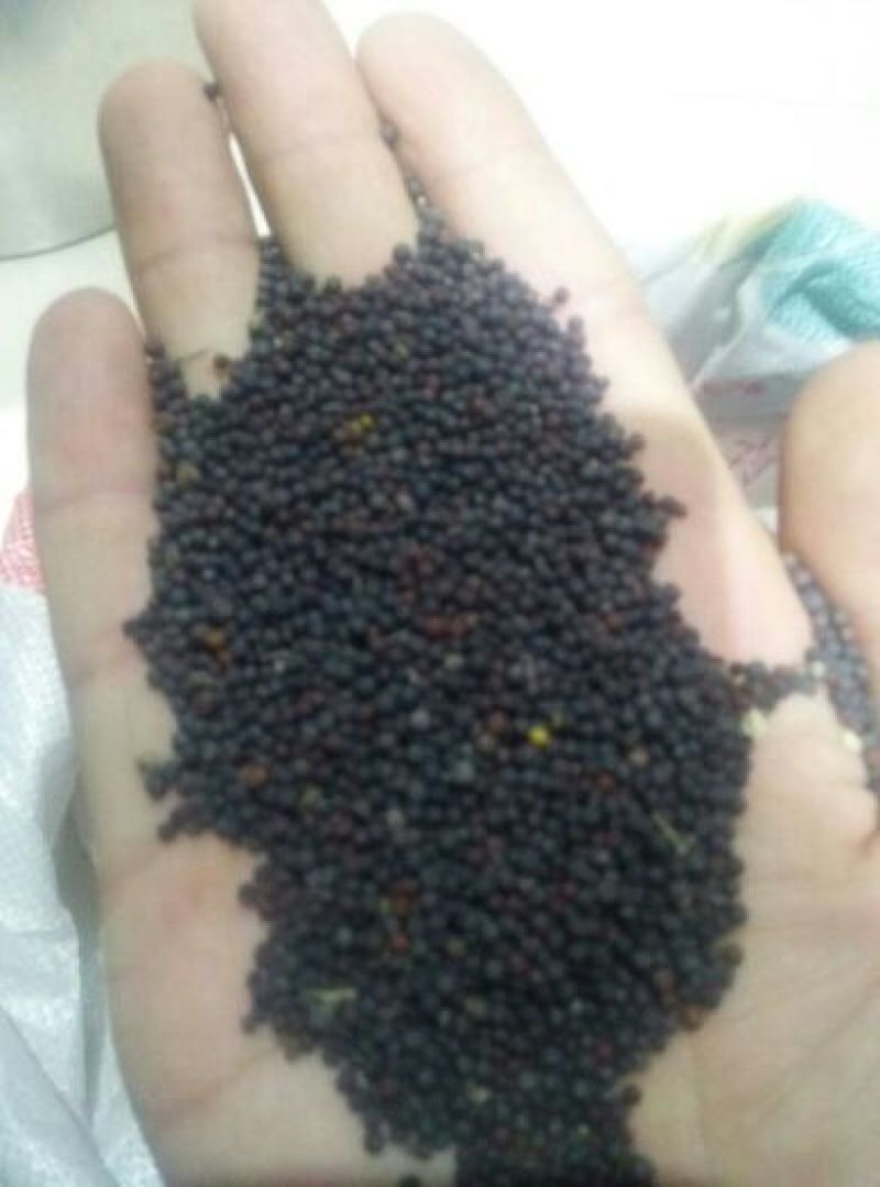 油菜籽1