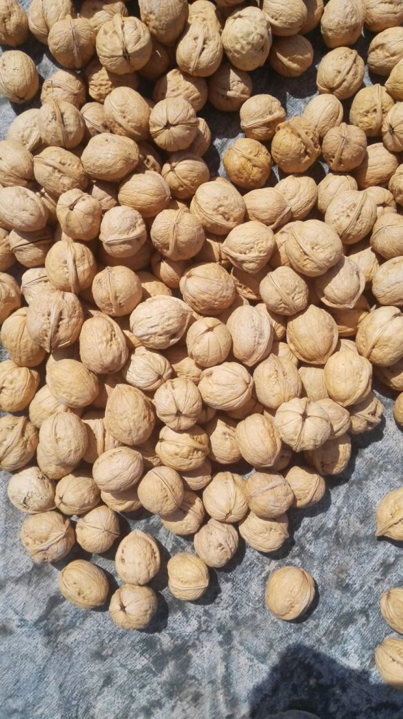 新疆185核桃25mm以上去皮干，阿克苏纸皮核桃