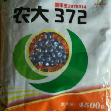 玉米种子