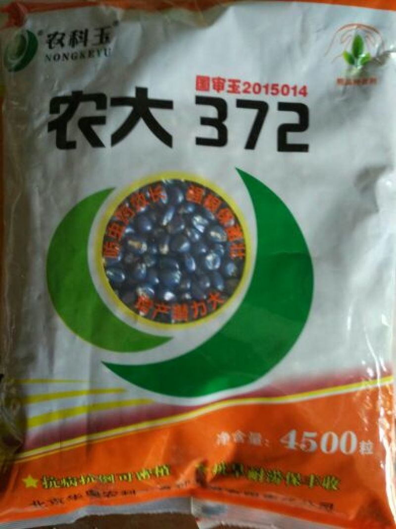 玉米种子