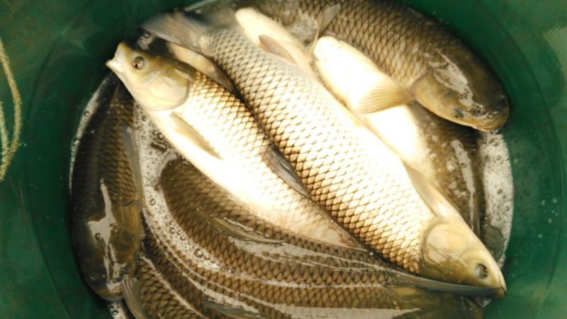 湖南大通湖草鱼可视频及现场看货