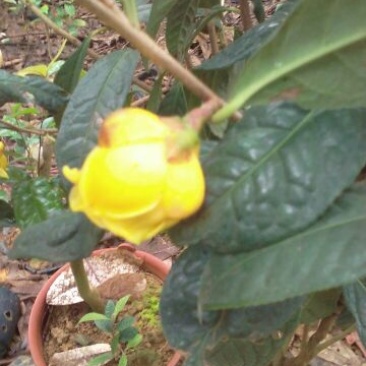 金花茶叶一级