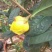 金花茶叶一级