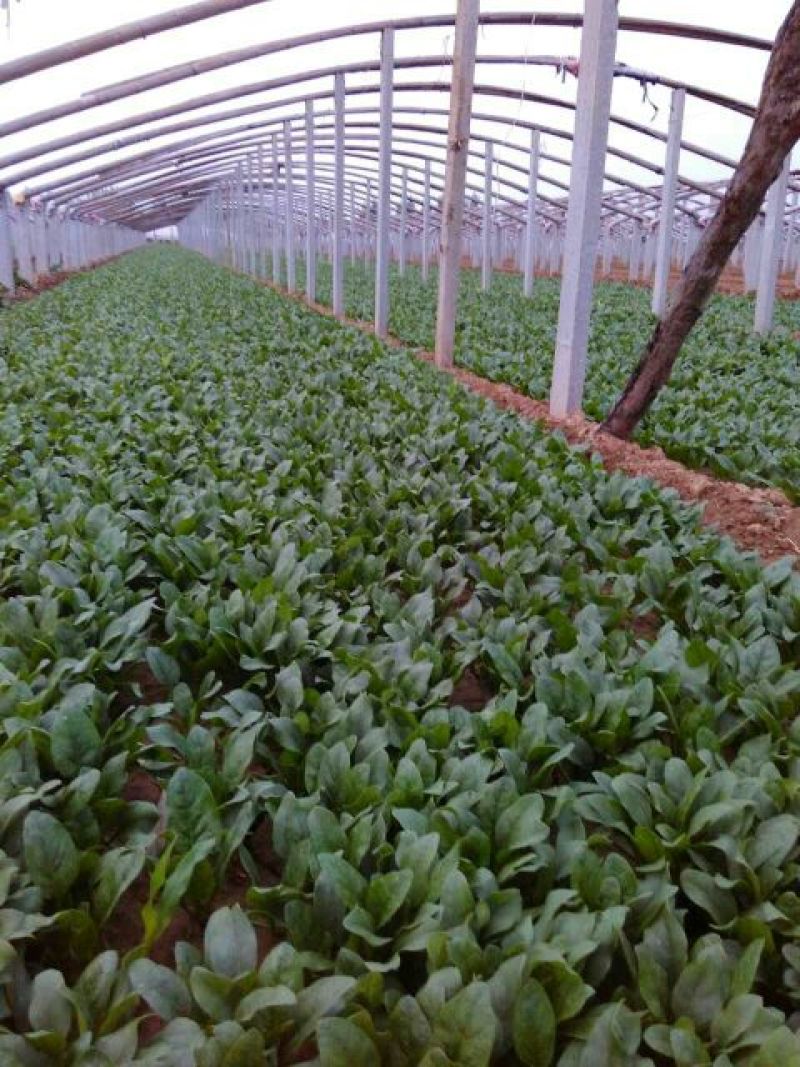 名门菠菜15~20厘米