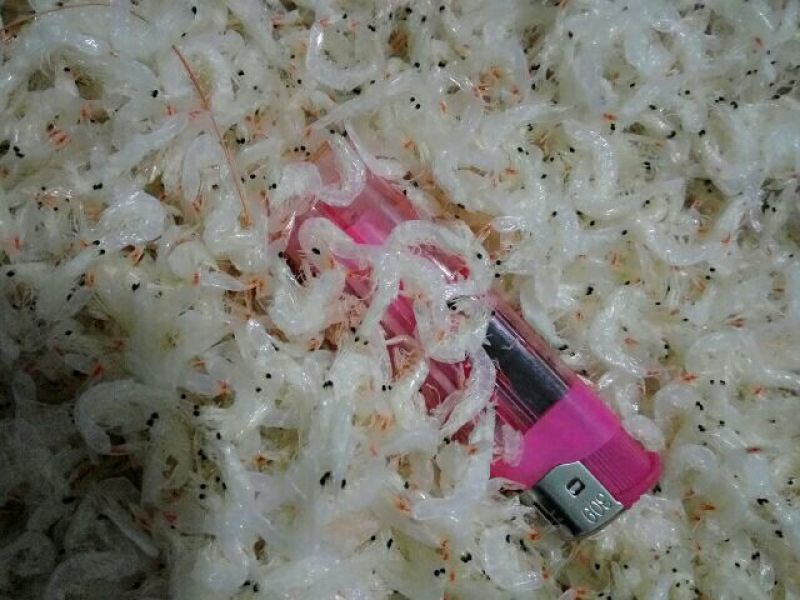 虾皮三级