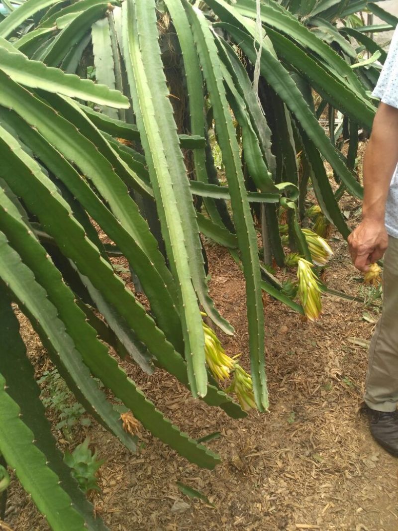 红心火龙果苗10~20成苗