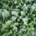 名门菠菜25~30厘米