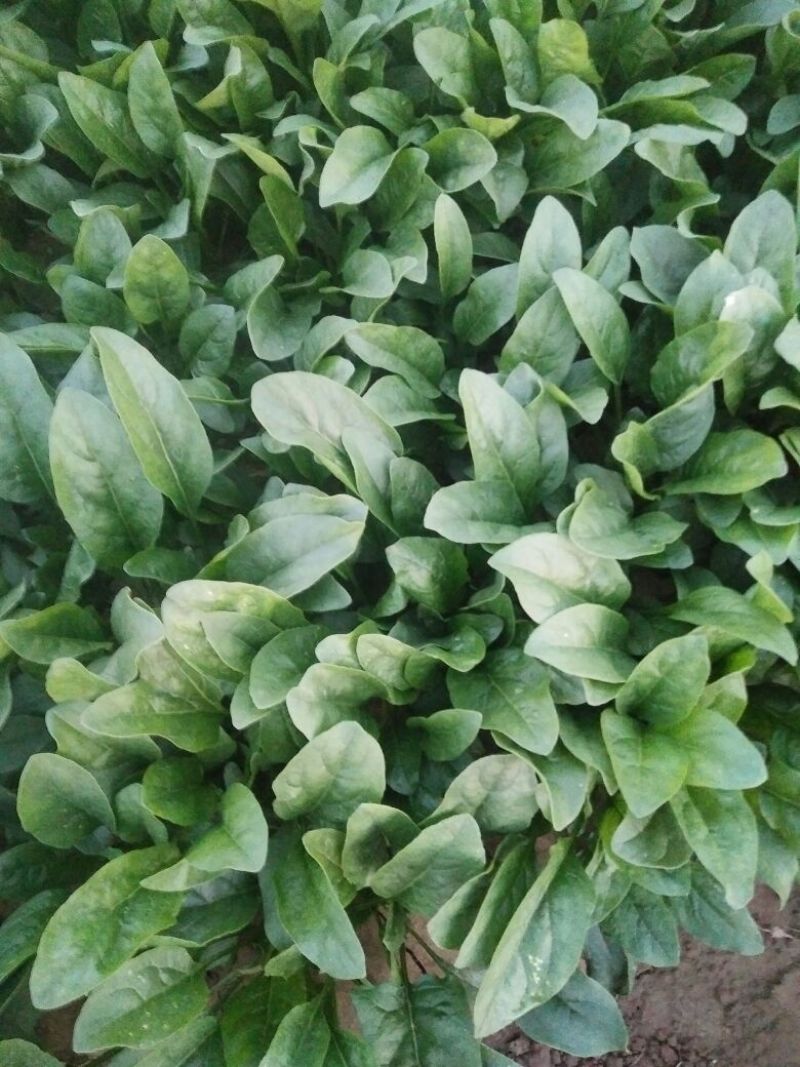名门菠菜25~30厘米