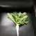 白萝卜1.5~2斤起