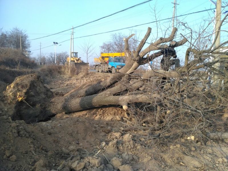 石榴树20cm以上18~20cm3.5~4米