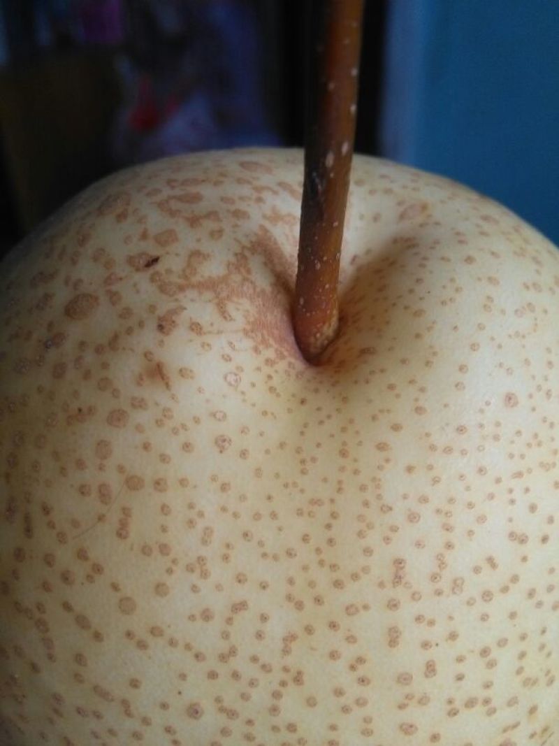 酥梨纸箱