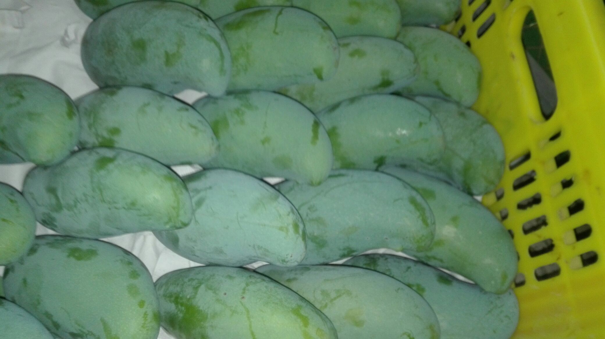 广西百色市田东县大青芒 4两以上批发_黄尚成