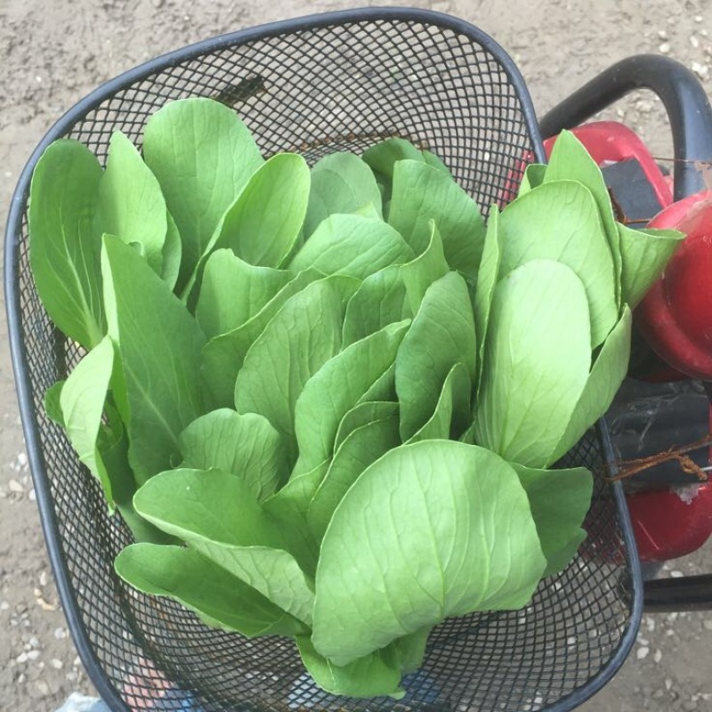 青菜油菜10~15cm大量供应欢迎来电咨询采购