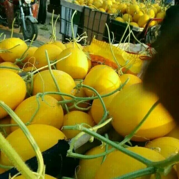 洋香瓜2斤以上量大货多，产地直销货多量大