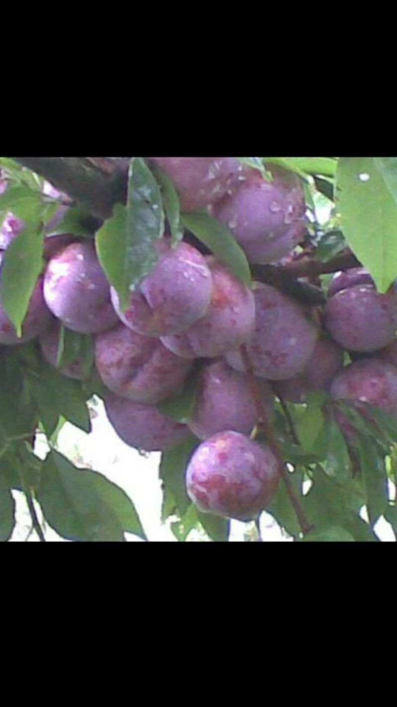 李子枝条