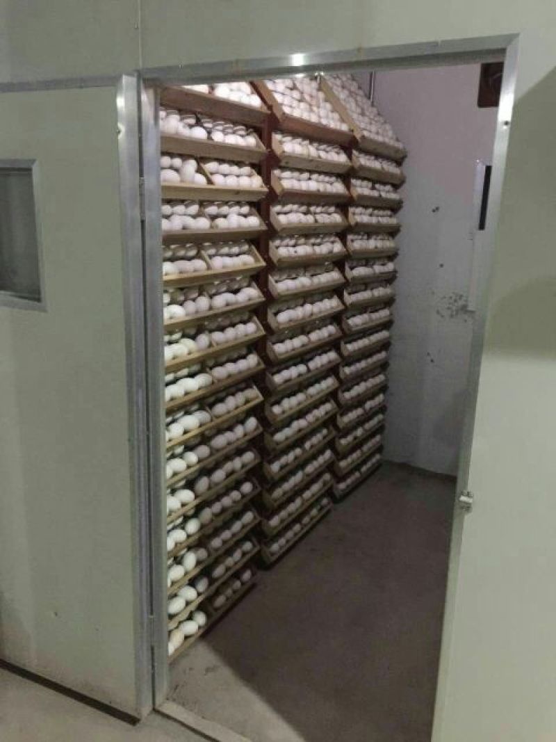 狮头鹅苗250g以下