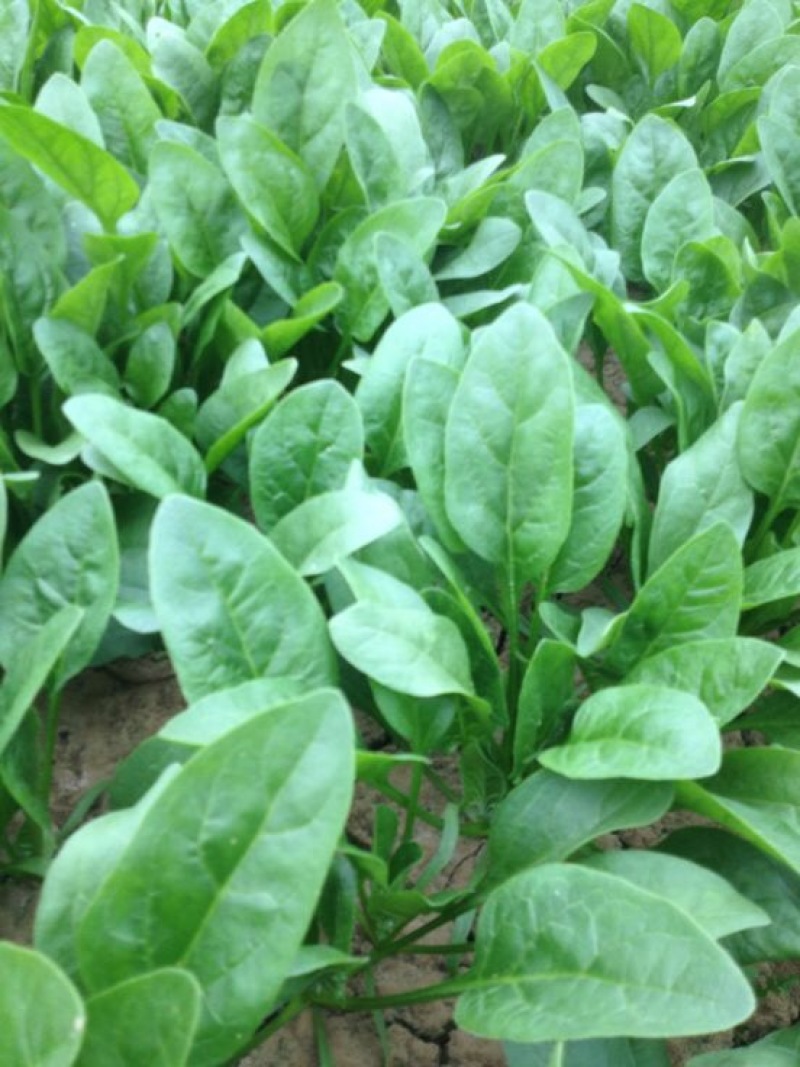 越冬菠菜