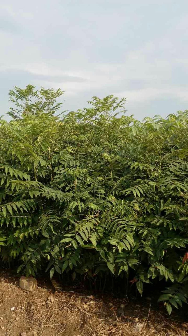 红油香椿苗大棚用陆地用香椿苗0.4-4公分有货