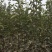 河北馆陶皇冠梨树苗基地直供质量保证成活率高提供技术指导