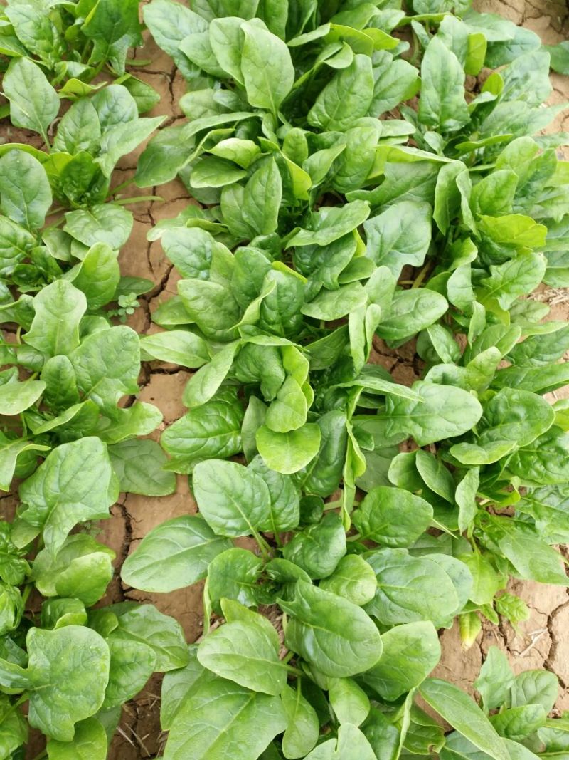 小叶菠菜25~30厘米