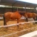 肉马300~400kg