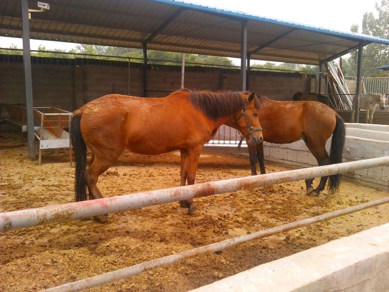 肉马300~400kg
