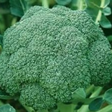 绿皇后西兰花