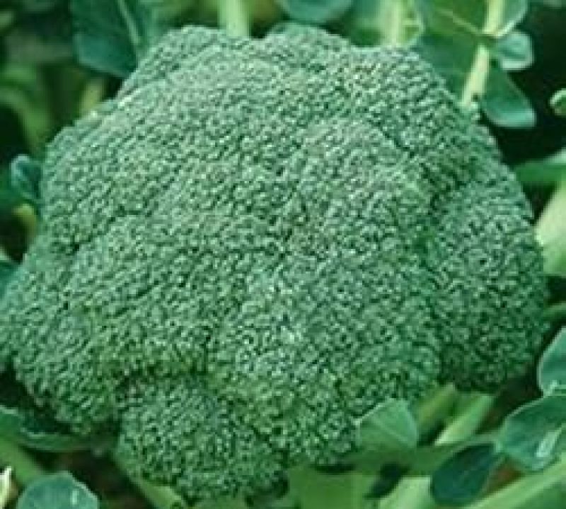 绿皇后西兰花
