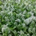 名门菠菜