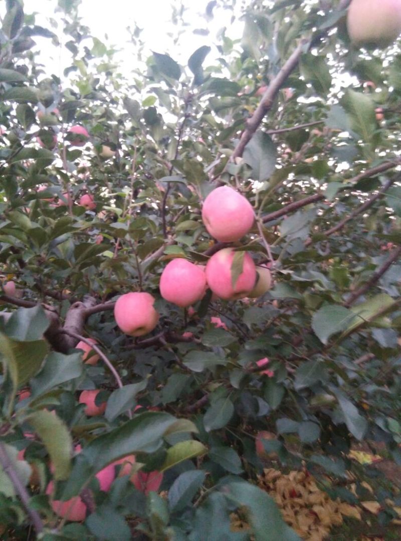 烟富3号纸袋