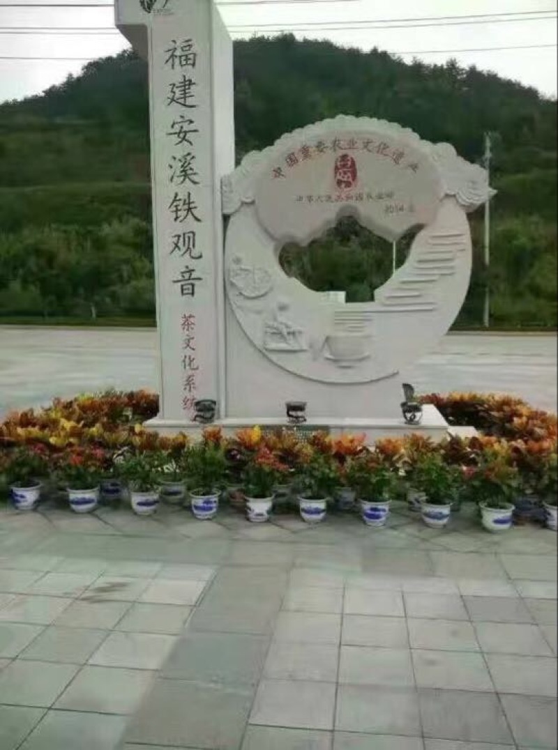 观音茶
