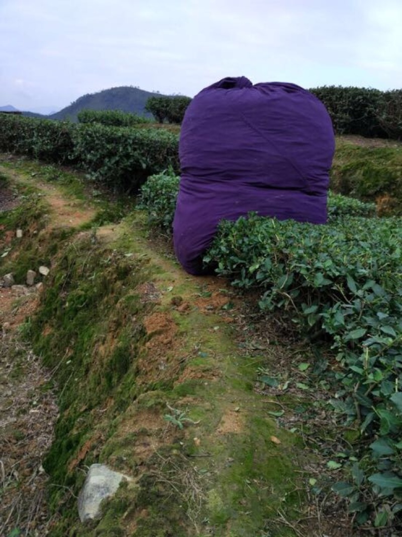 观音茶