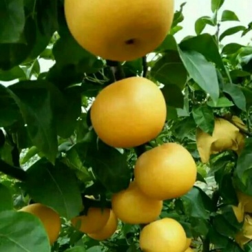 秋月梨450~500g纸箱