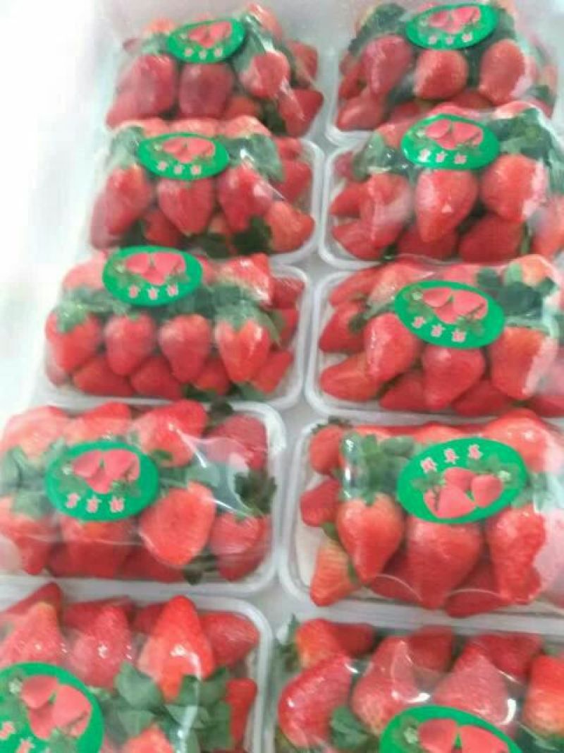 法兰蒂草莓20克以上