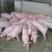 【品质保证】山东良种仔猪20~40斤货源充足品种齐全