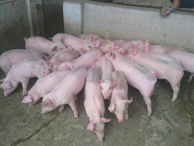 【品质保证】山东良种仔猪20~40斤货源充足品种齐全