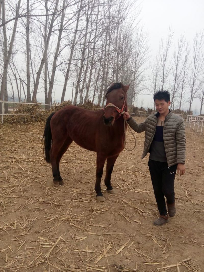 肉马