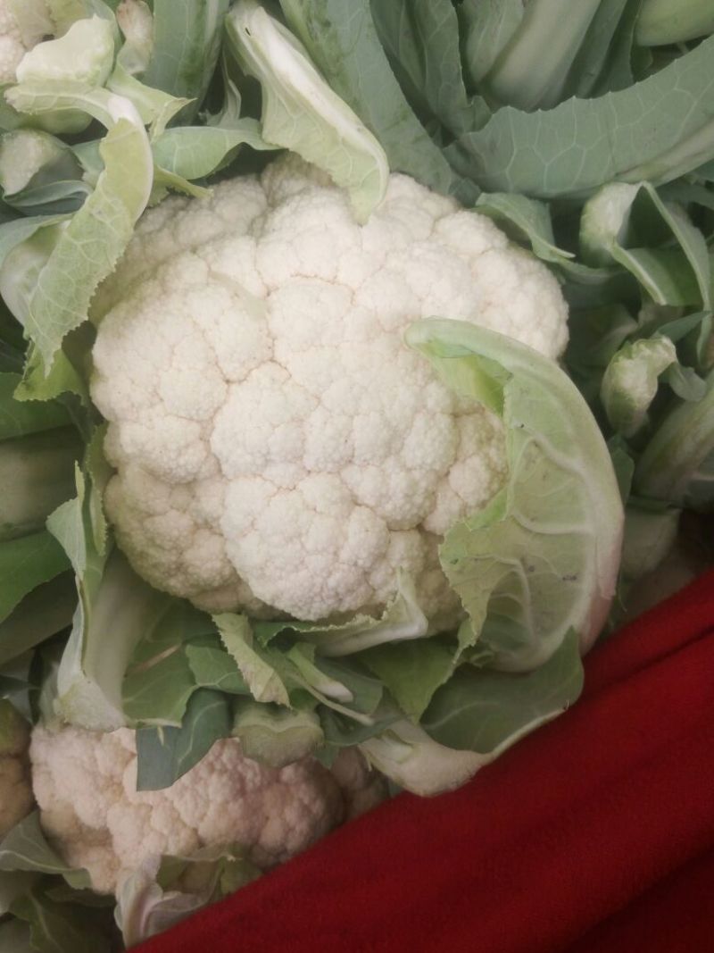 实花白菜花紧花脱水速冻大量有货
