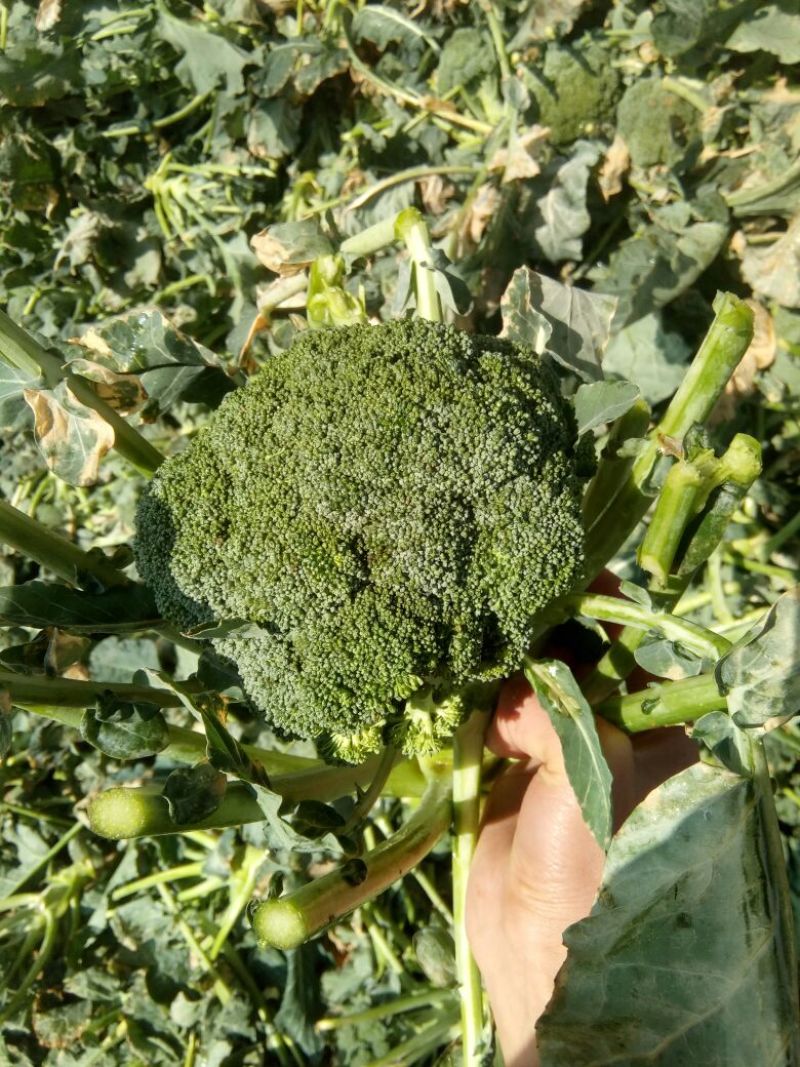 西兰花，抗热品种，耐寒品种，即将上市，