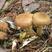 新货野生榛蘑干货小鸡炖蘑菇东北特产无根